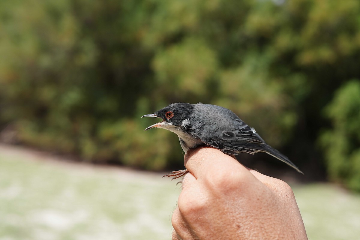 Sardinian Warbler - ML623185293