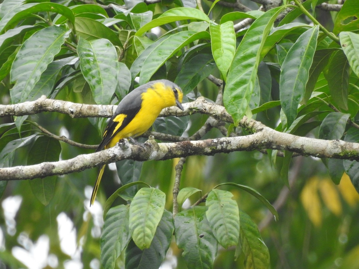 Orange Minivet - PRIYA  AV