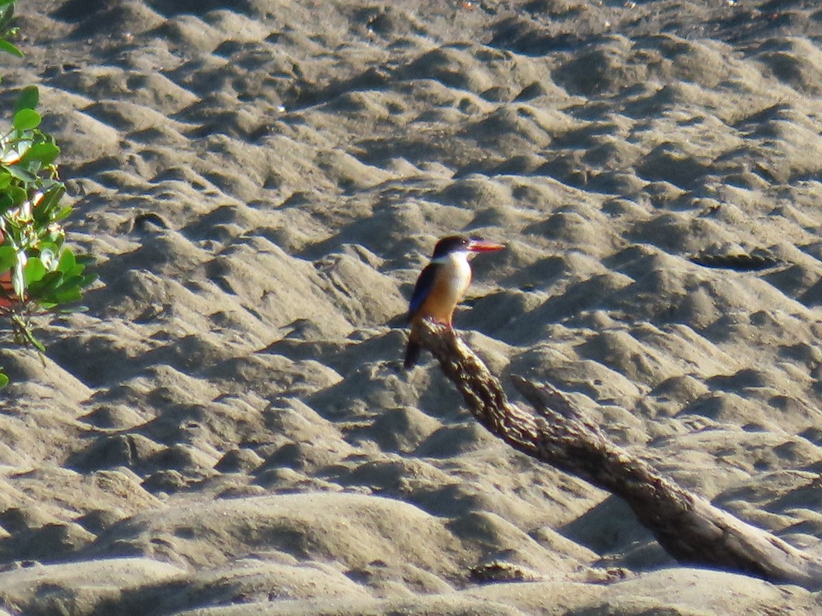 Black-capped Kingfisher - Bosco Chan