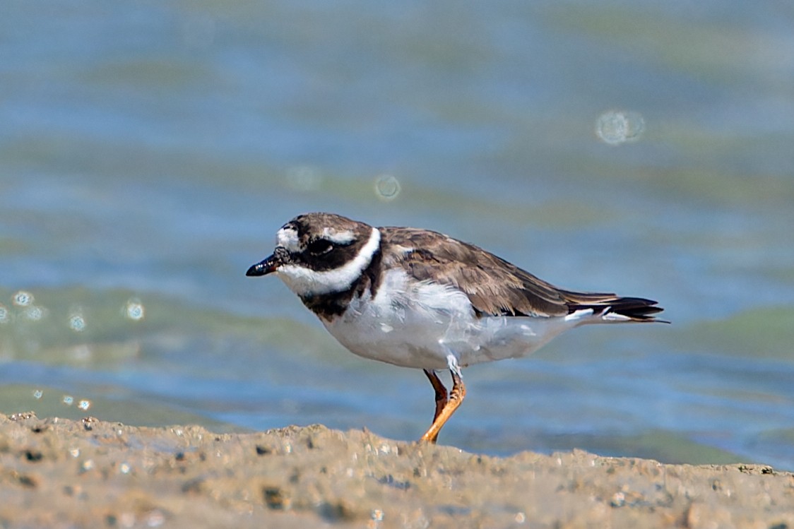 Common Ringed Plover - ML623185390