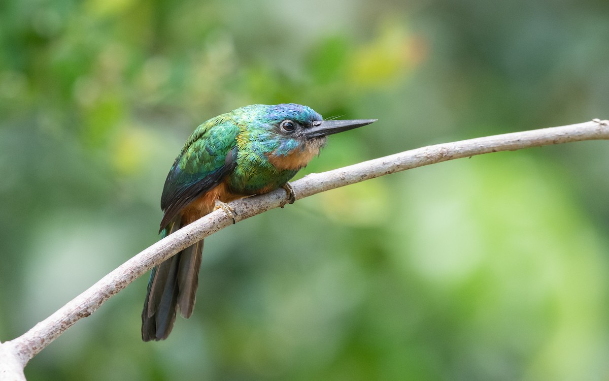 Green-tailed Jacamar - Serge Horellou