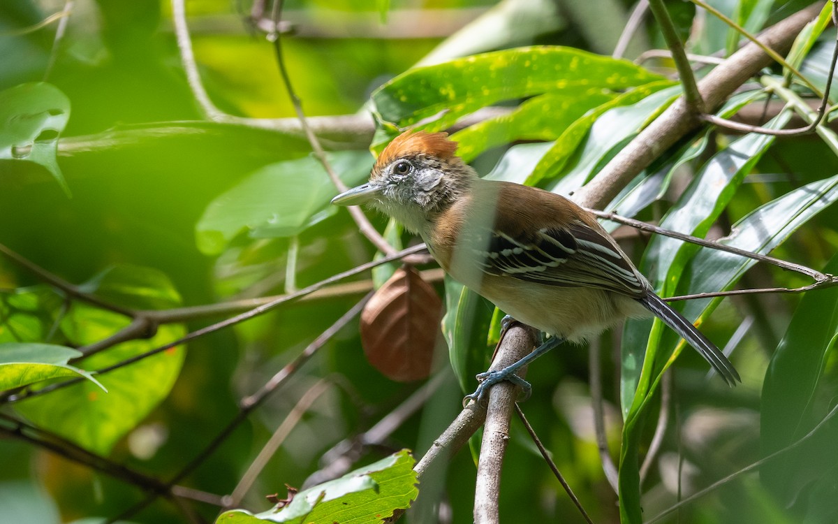 Black-crested Antshrike - Serge Horellou