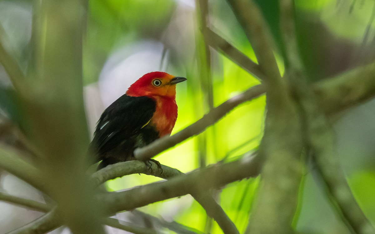 Crimson-hooded Manakin - Serge Horellou