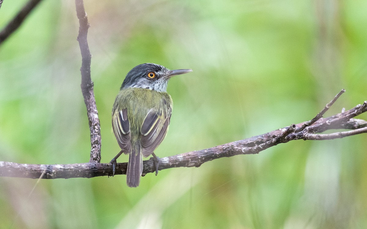 Spotted Tody-Flycatcher - Serge Horellou