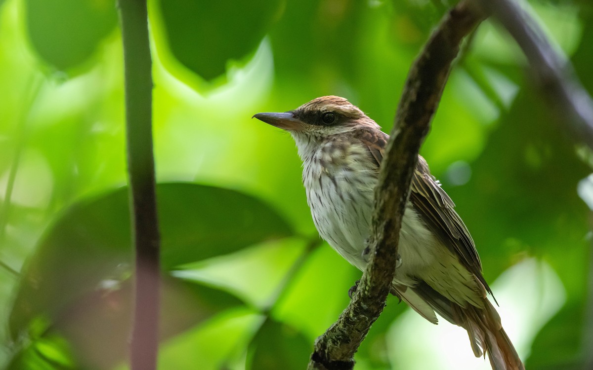 Streaked Flycatcher - Serge Horellou