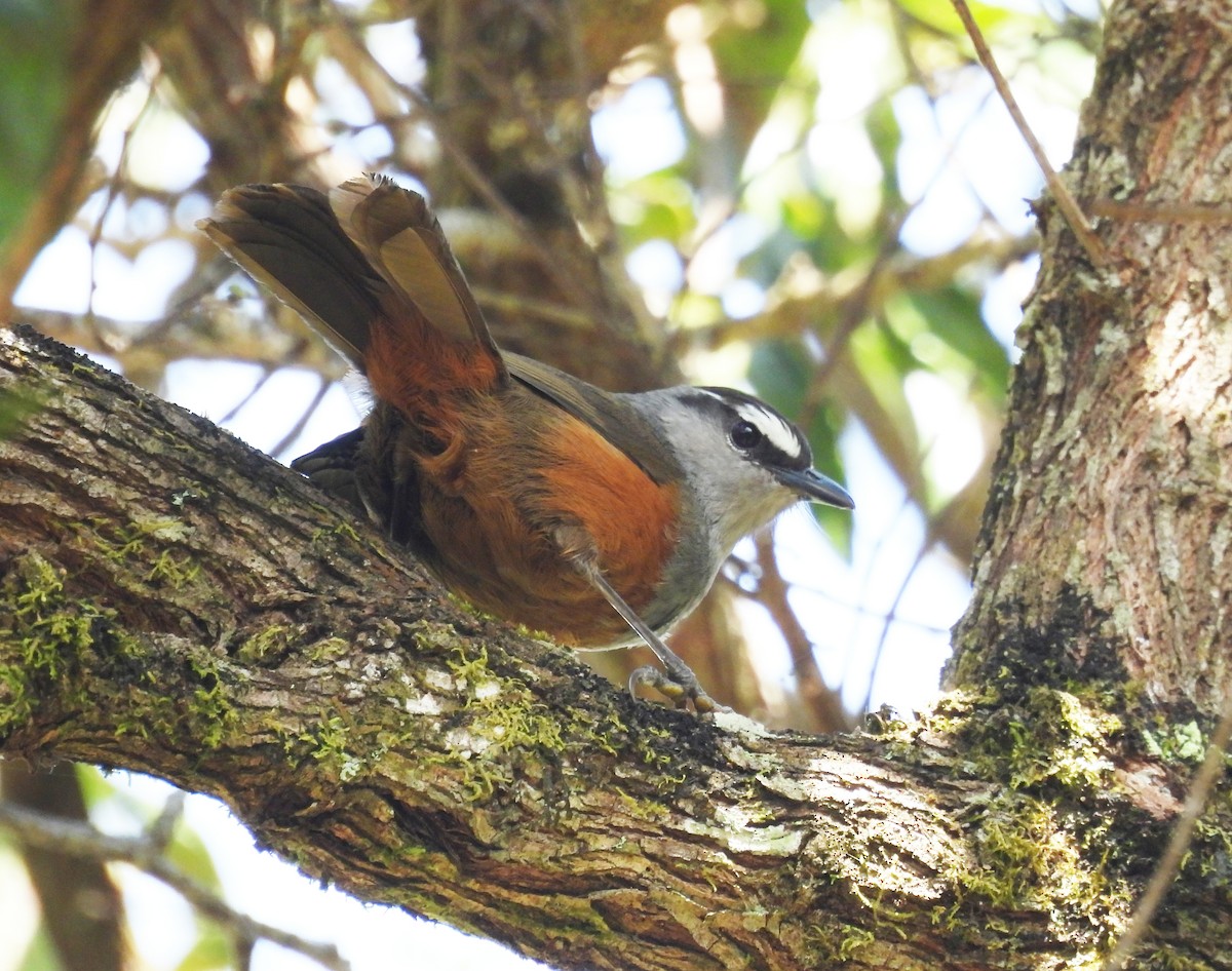 Palani Laughingthrush - Nachiket Kelkar