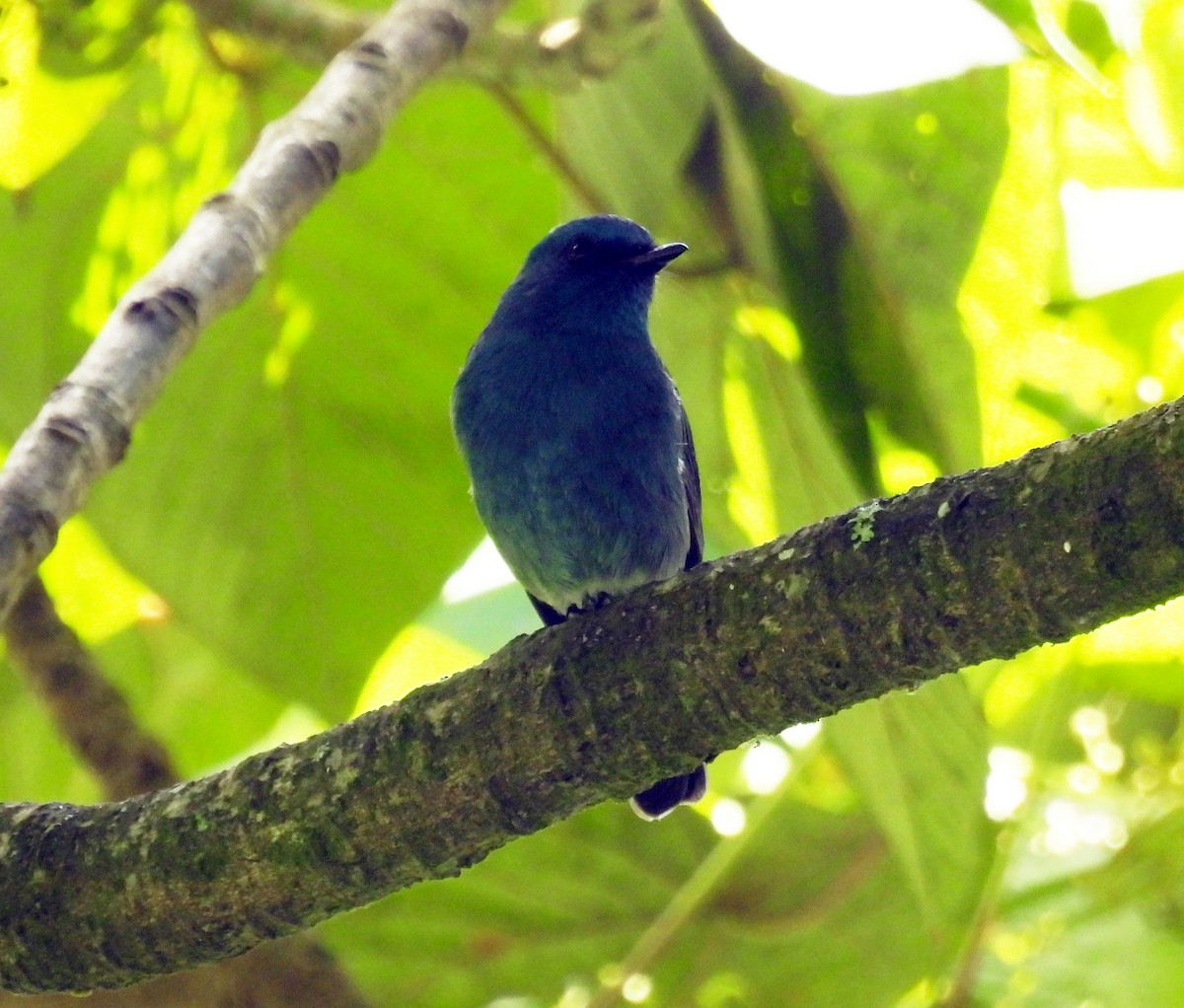 Nilgiri Flycatcher - ML623185543