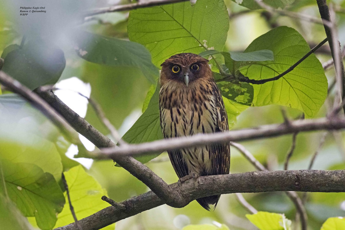 Philippine Eagle-Owl - Ramon Quisumbing