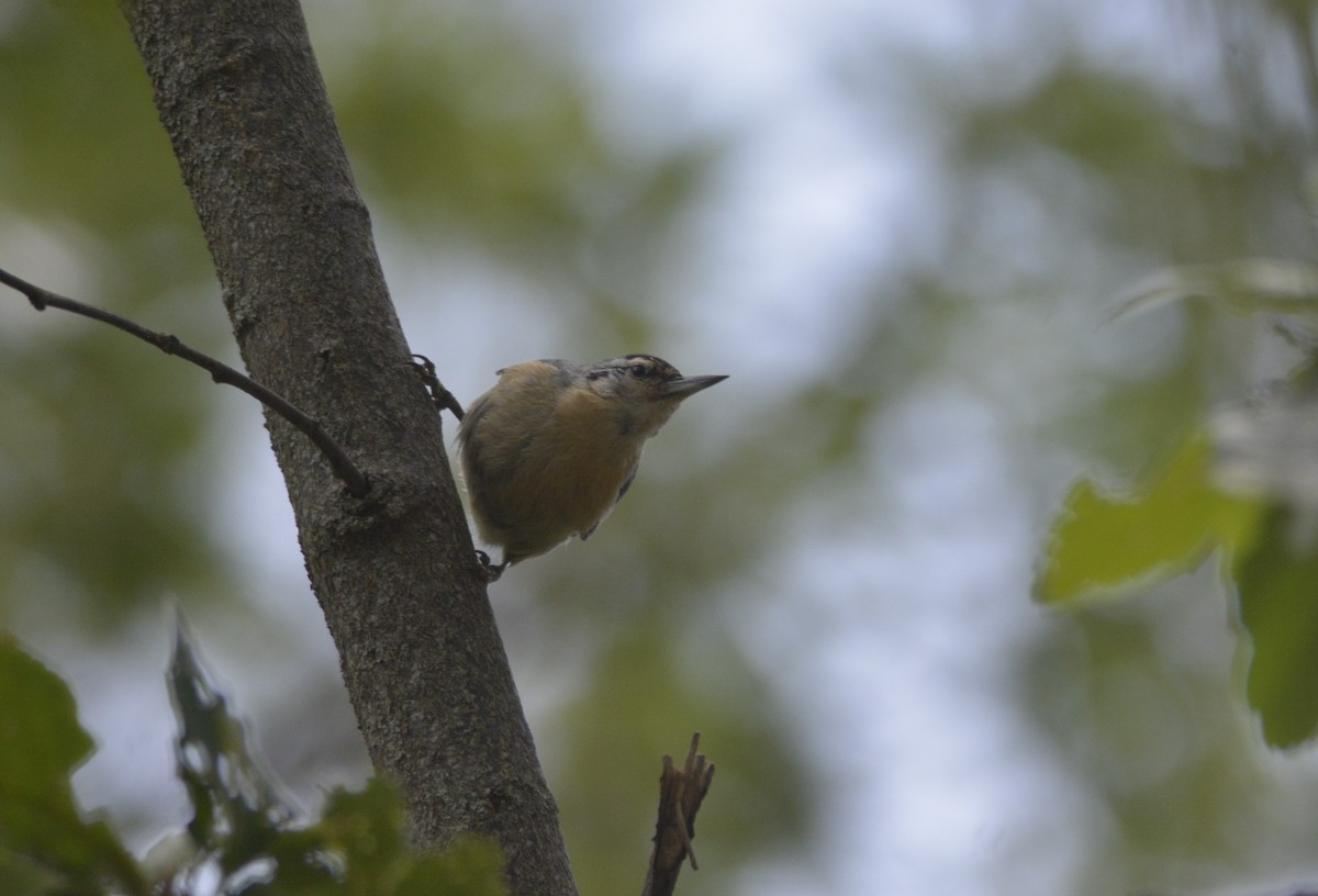 Algerian Nuthatch - ML623185721