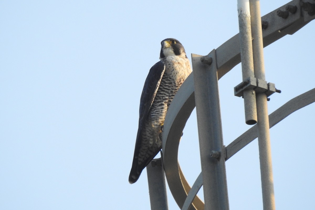 Peregrine Falcon - Zhanyi Lin