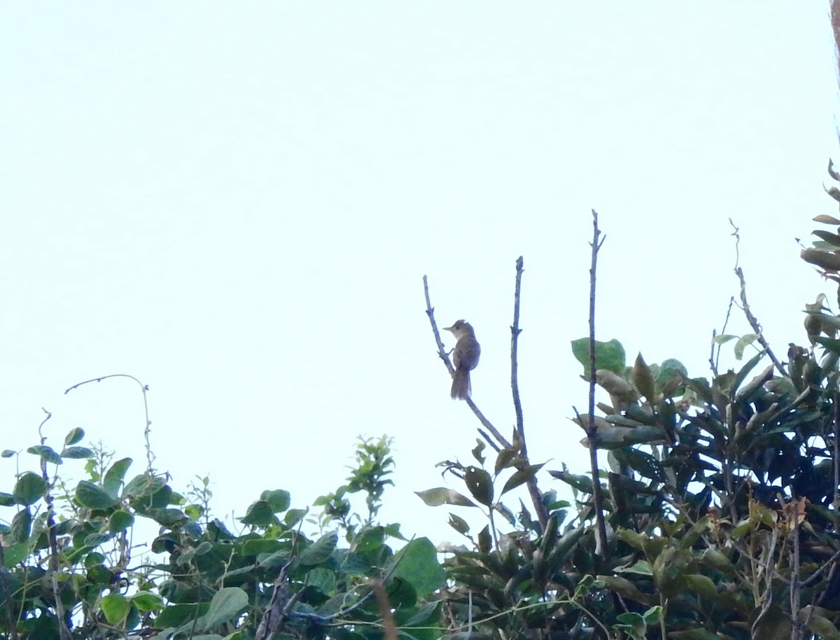 Thick-billed Warbler - ML623185724