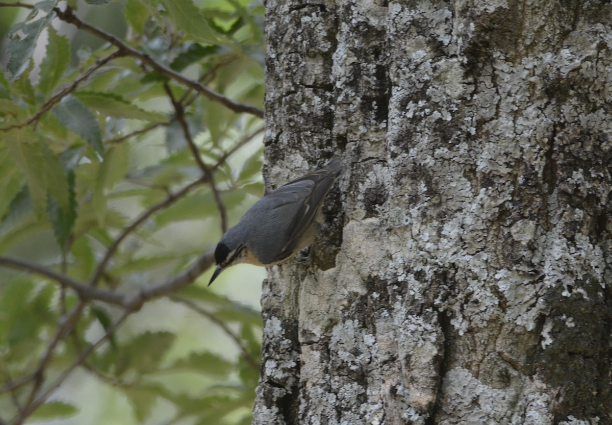 Algerian Nuthatch - ML623185725