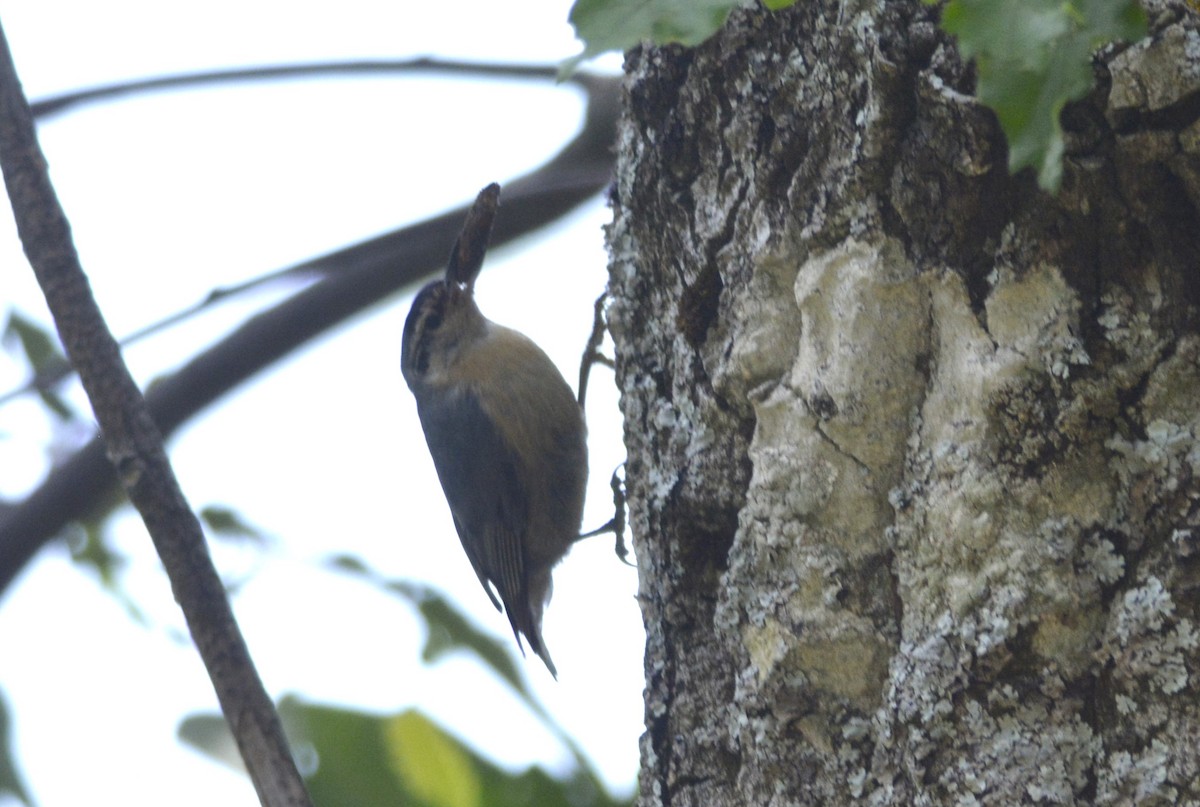 Algerian Nuthatch - ML623185744