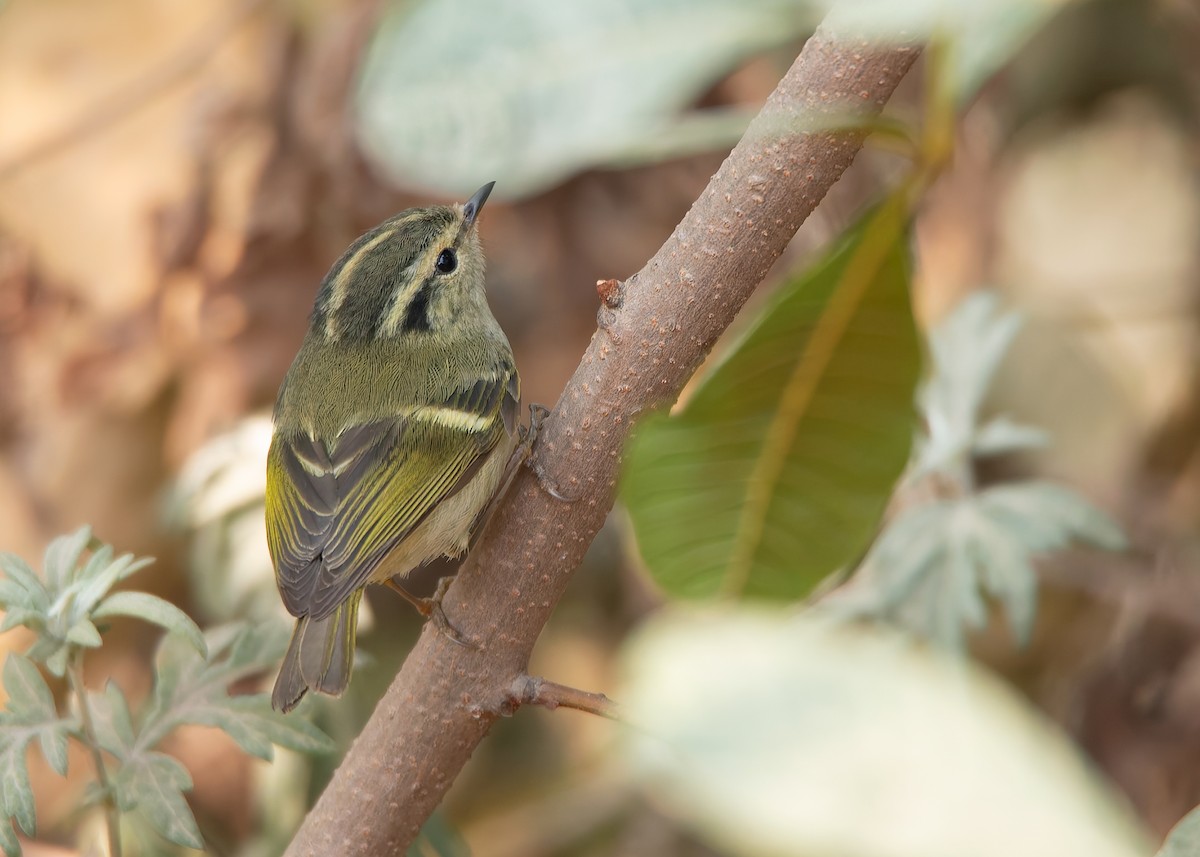 Lemon-rumped Warbler - ML623185746