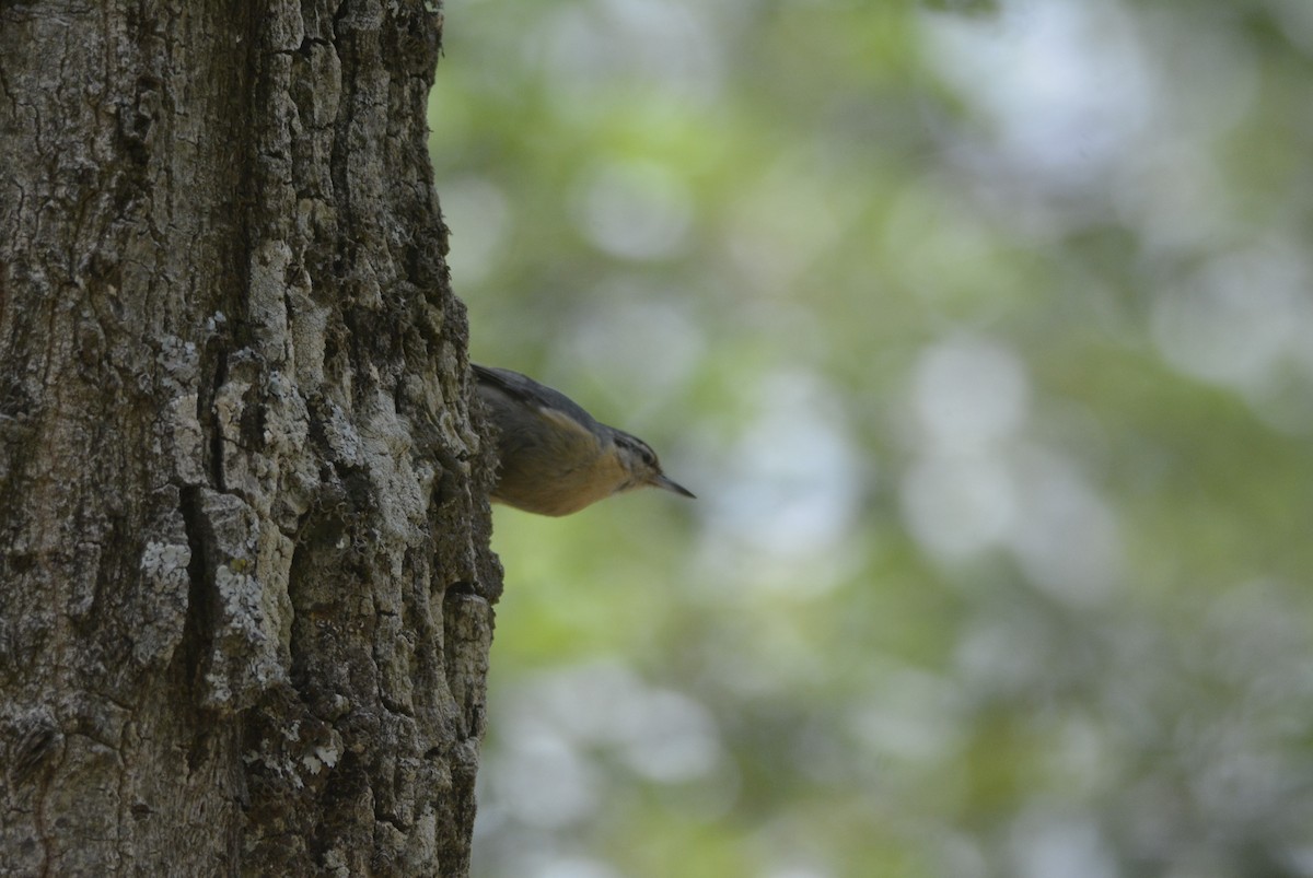 Algerian Nuthatch - ML623185749