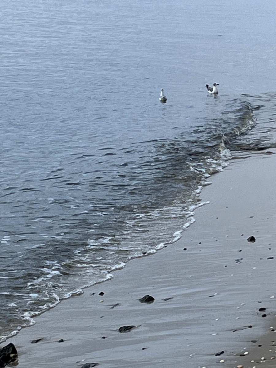 Gabbiano di Bonaparte - ML623185751