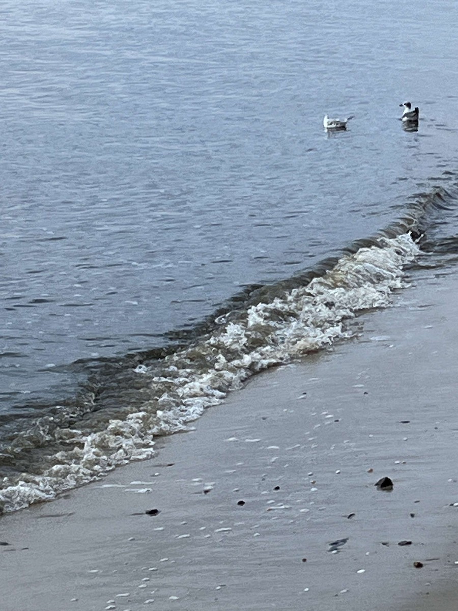 Gabbiano di Bonaparte - ML623185753