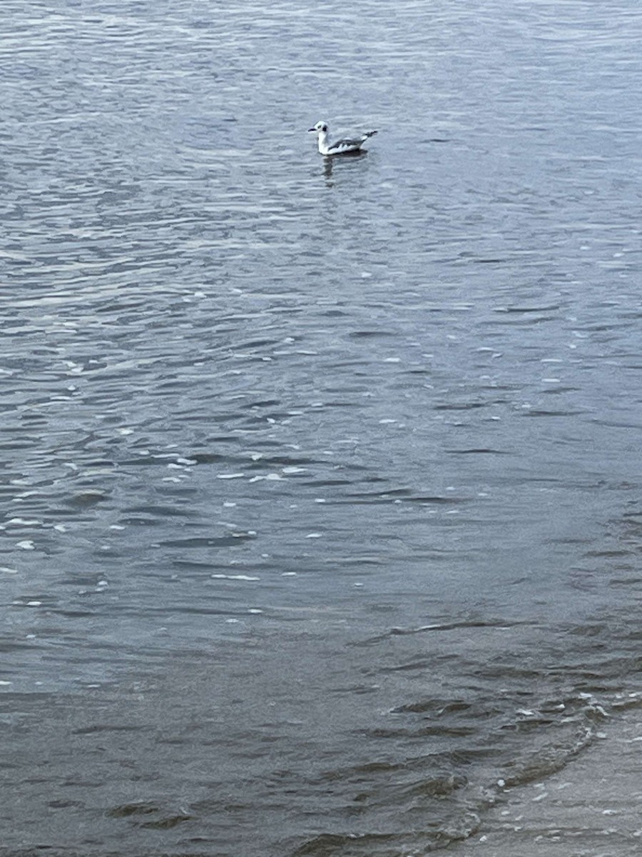 Gabbiano di Bonaparte - ML623185762