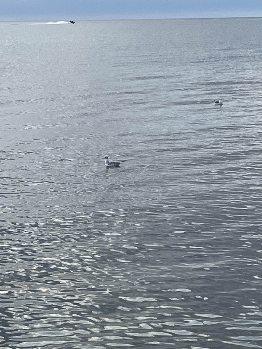 Gabbiano di Bonaparte - ML623185764