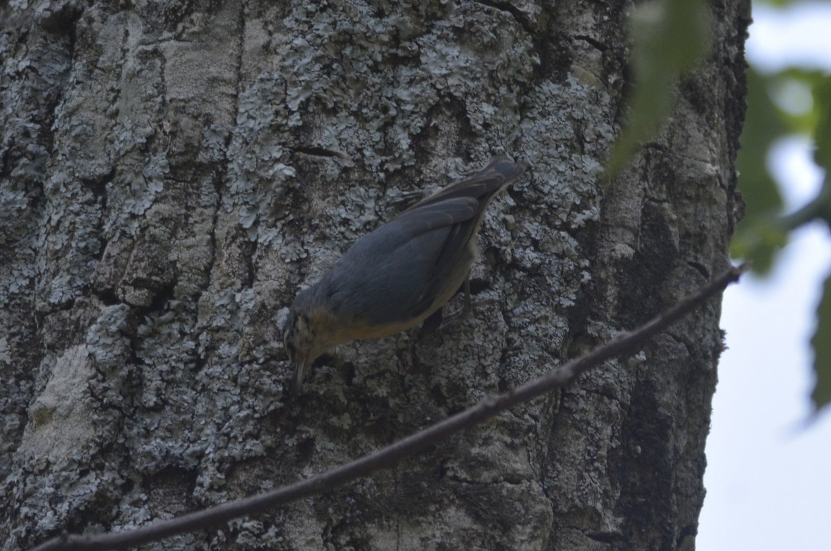 Algerian Nuthatch - ML623185773