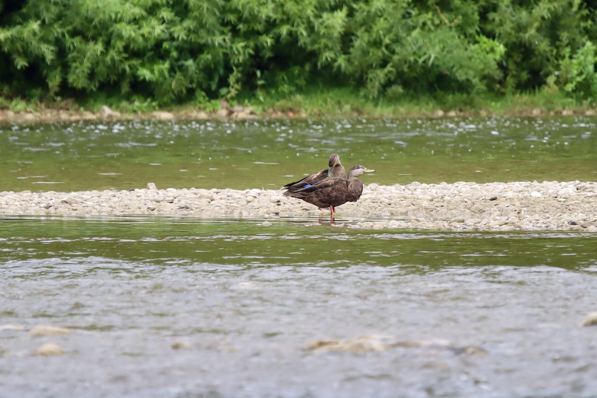 American Black Duck - ML623185774