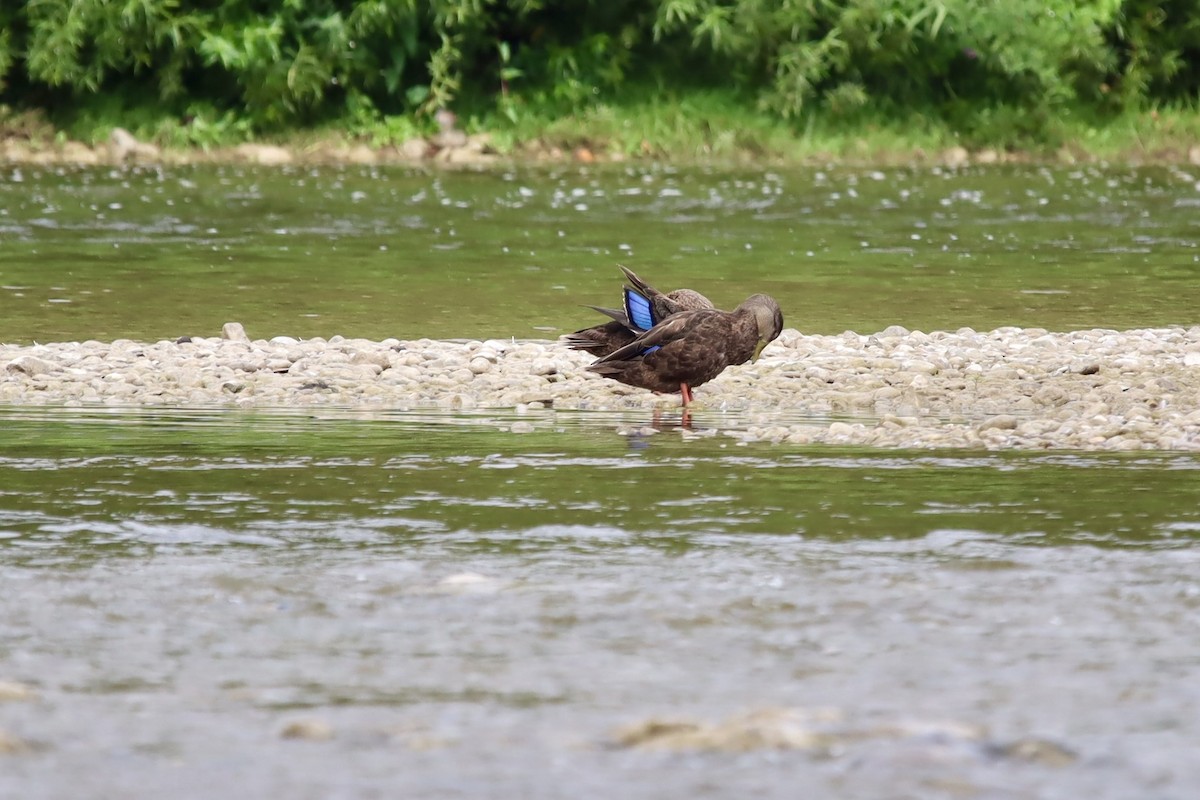 American Black Duck - ML623185781