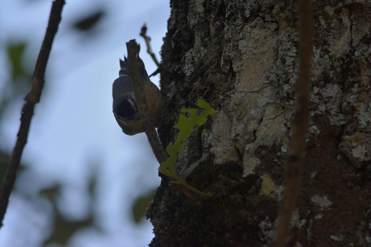 Algerian Nuthatch - ML623185791