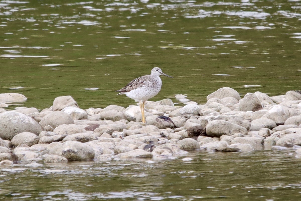 Greater Yellowlegs - ML623185793