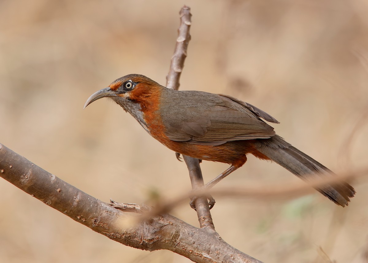 Rusty-cheeked Scimitar-Babbler - ML623185795