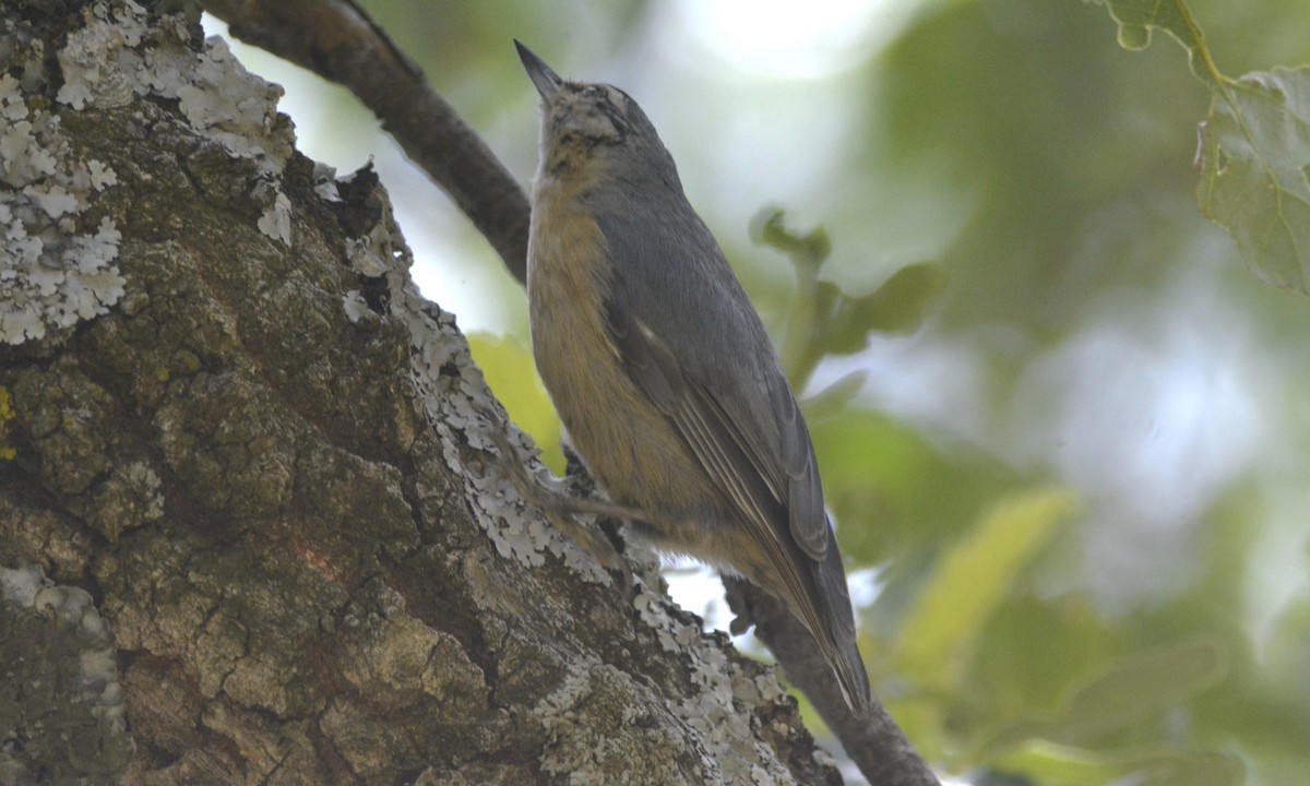 Algerian Nuthatch - ML623185800