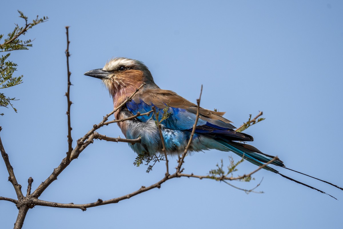 Lilac-breasted Roller - ML623185804