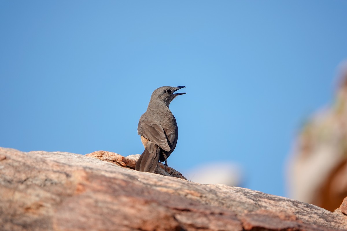 Sandstone Shrikethrush - ML623185806