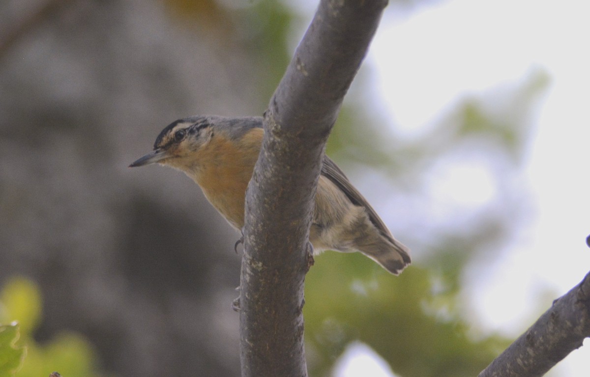 Algerian Nuthatch - ML623185812