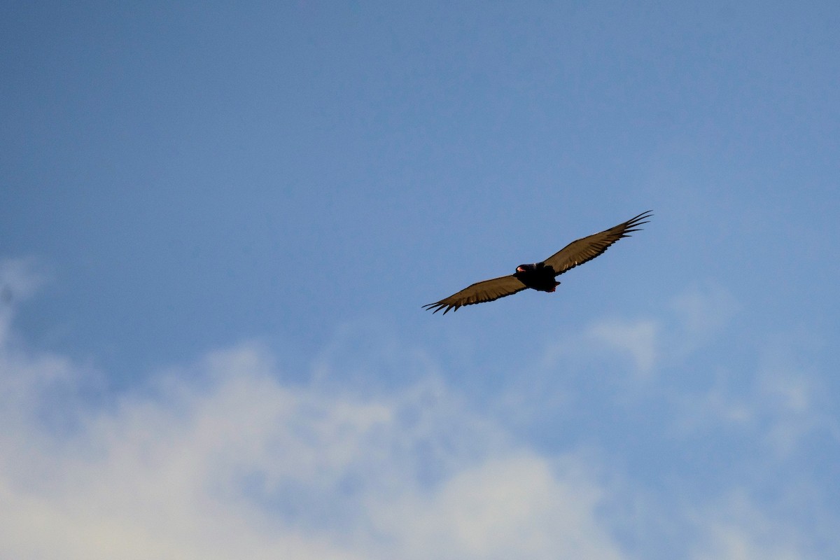 Bateleur des savanes - ML623185816