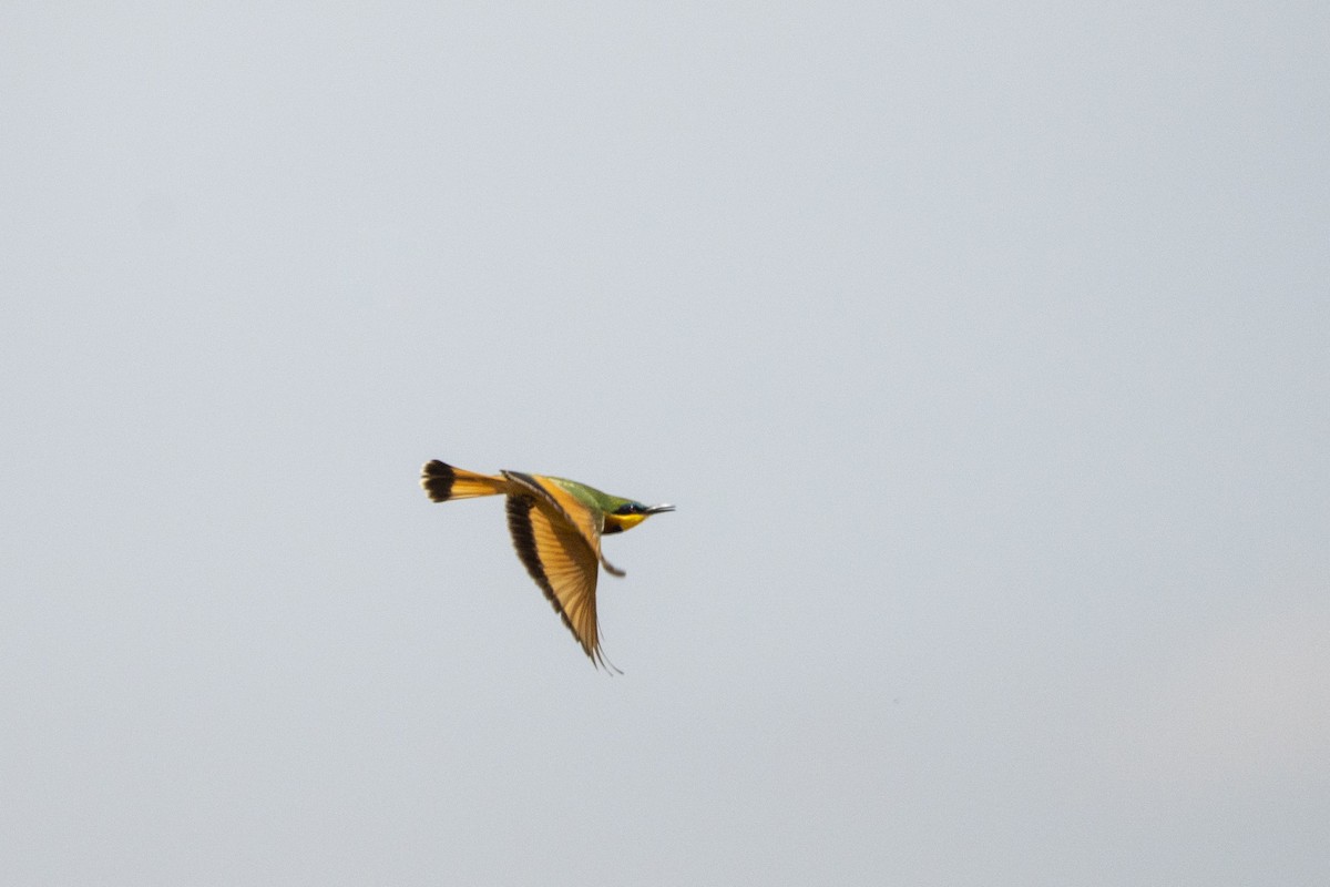 Little Bee-eater - ML623185836