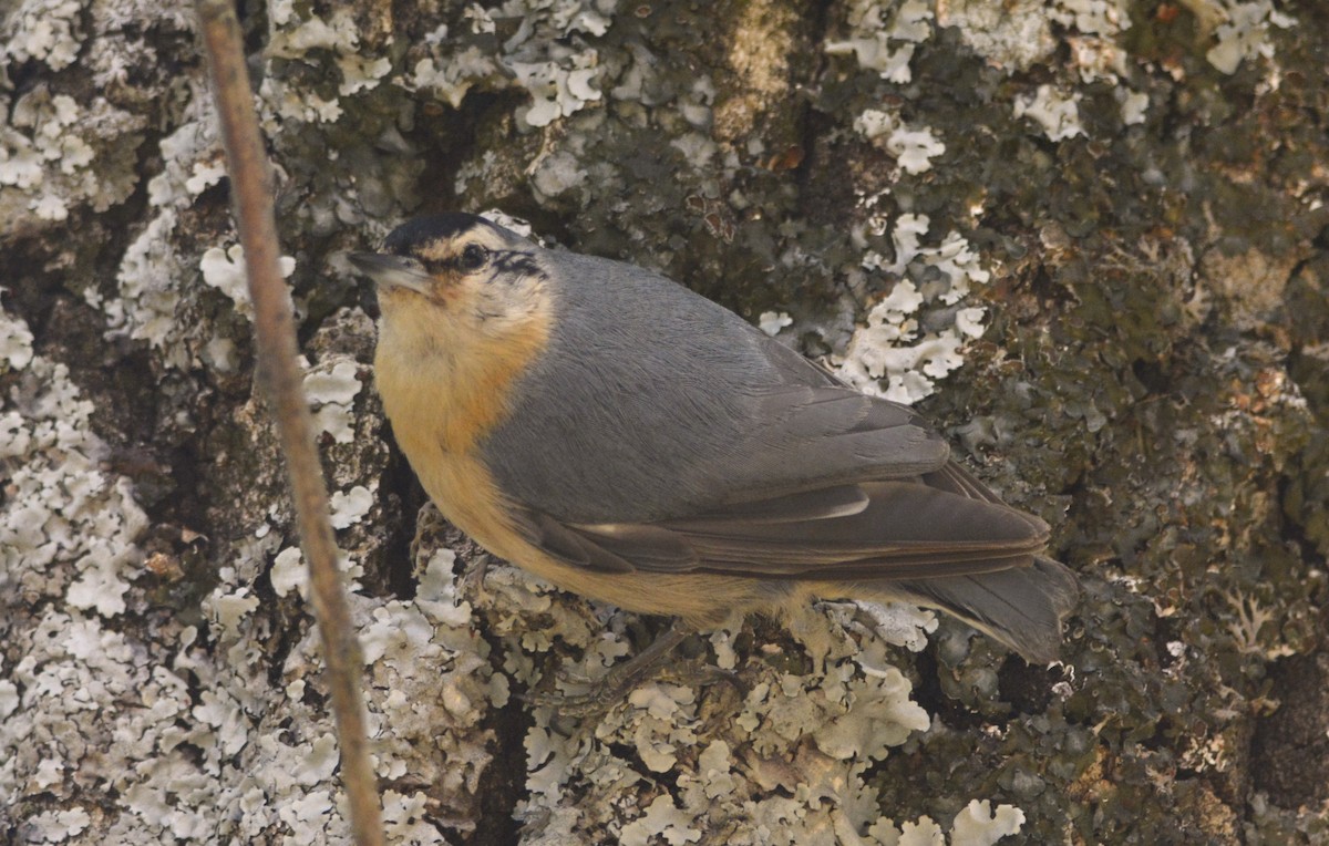 Algerian Nuthatch - Karim Haddad