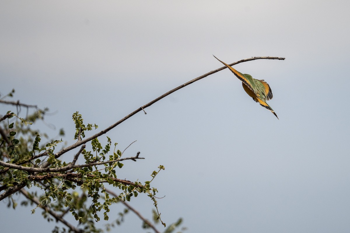 Little Bee-eater - ML623185845