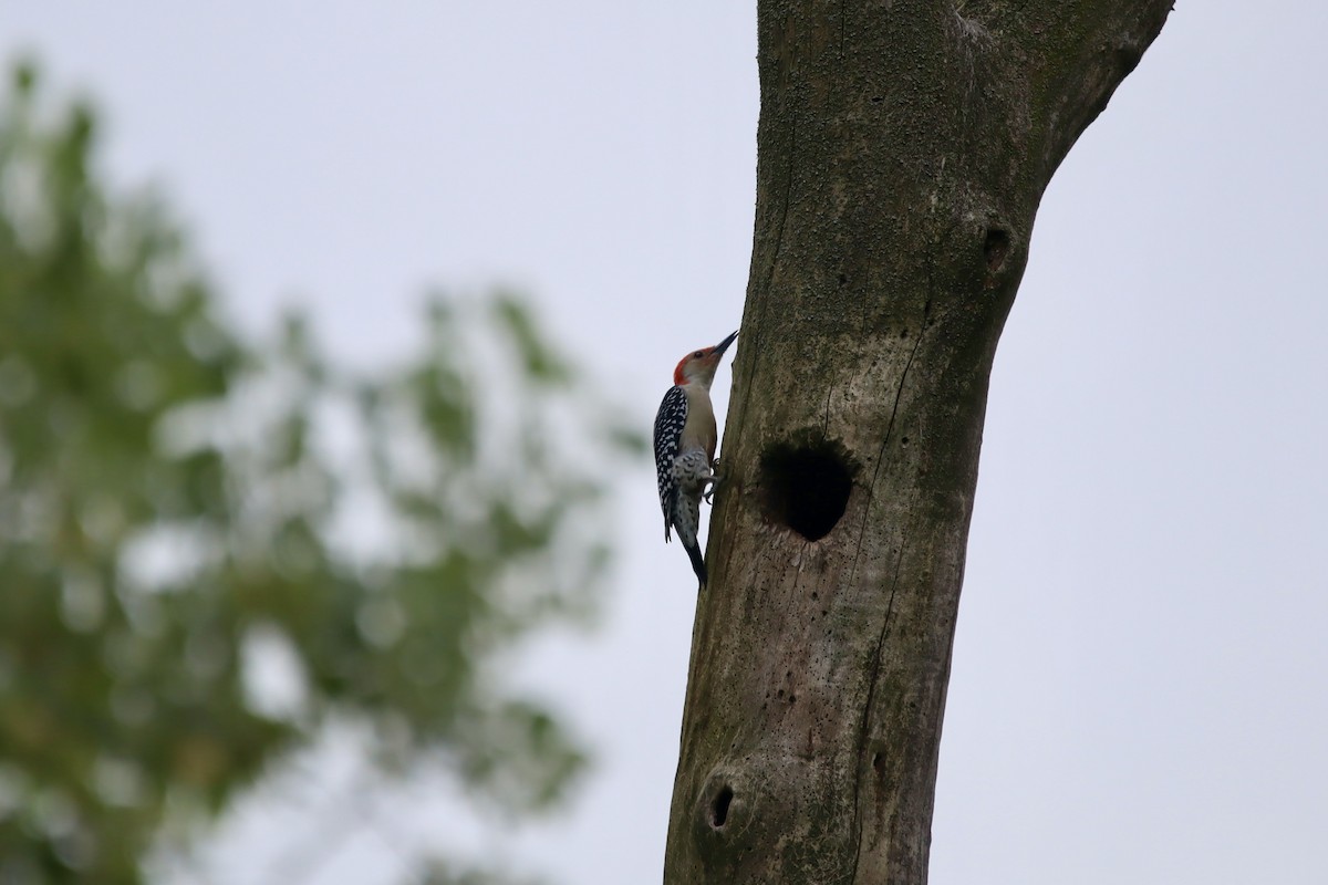 Red-bellied Woodpecker - ML623185847