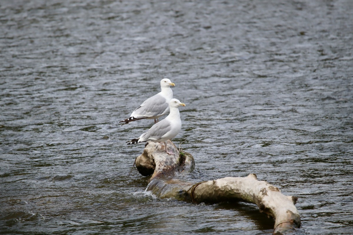 Herring Gull (American) - ML623185856