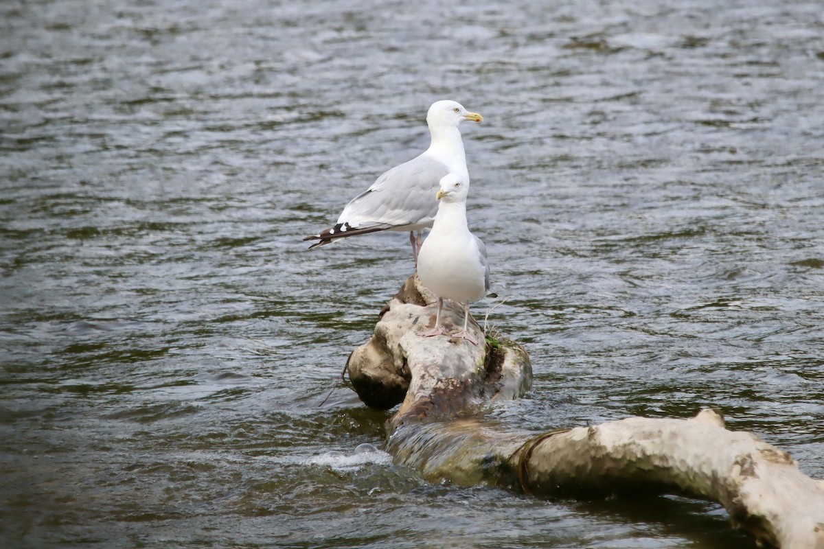 Herring Gull (American) - ML623185860