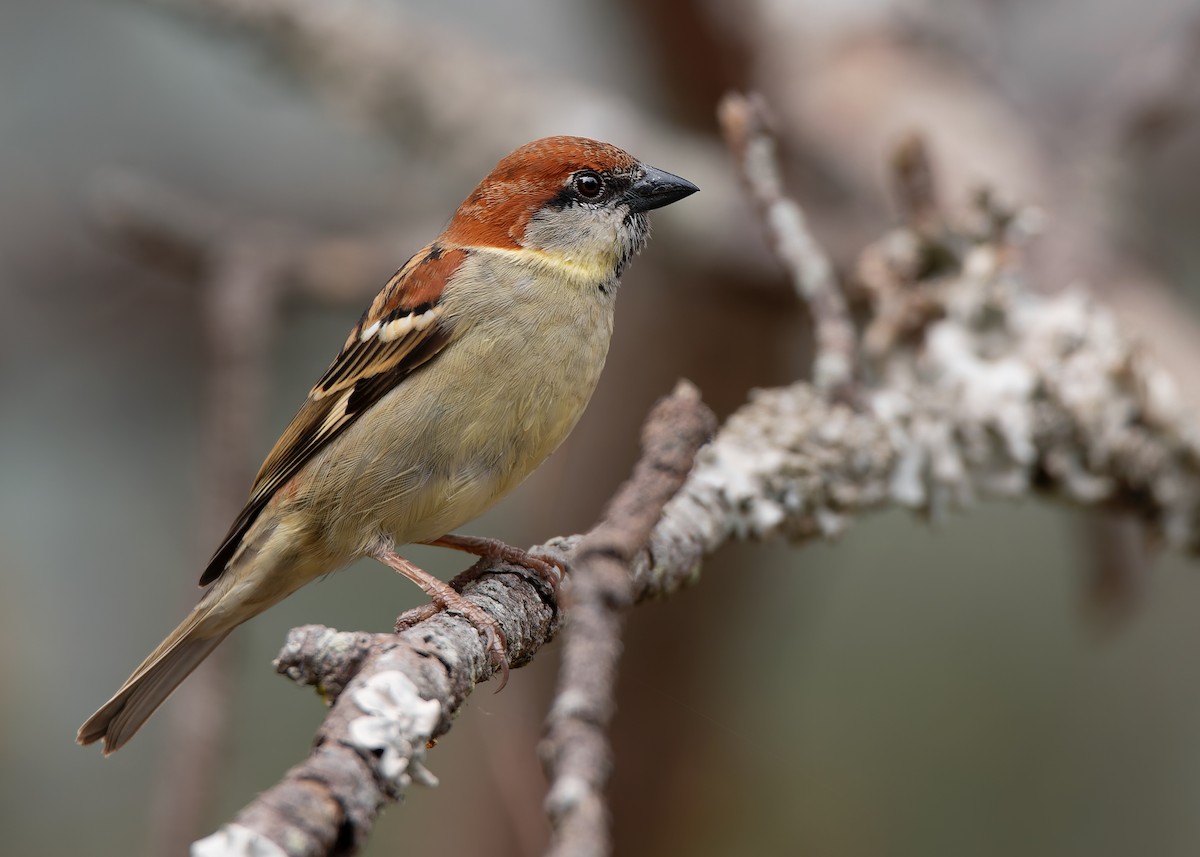 Russet Sparrow - ML623185862