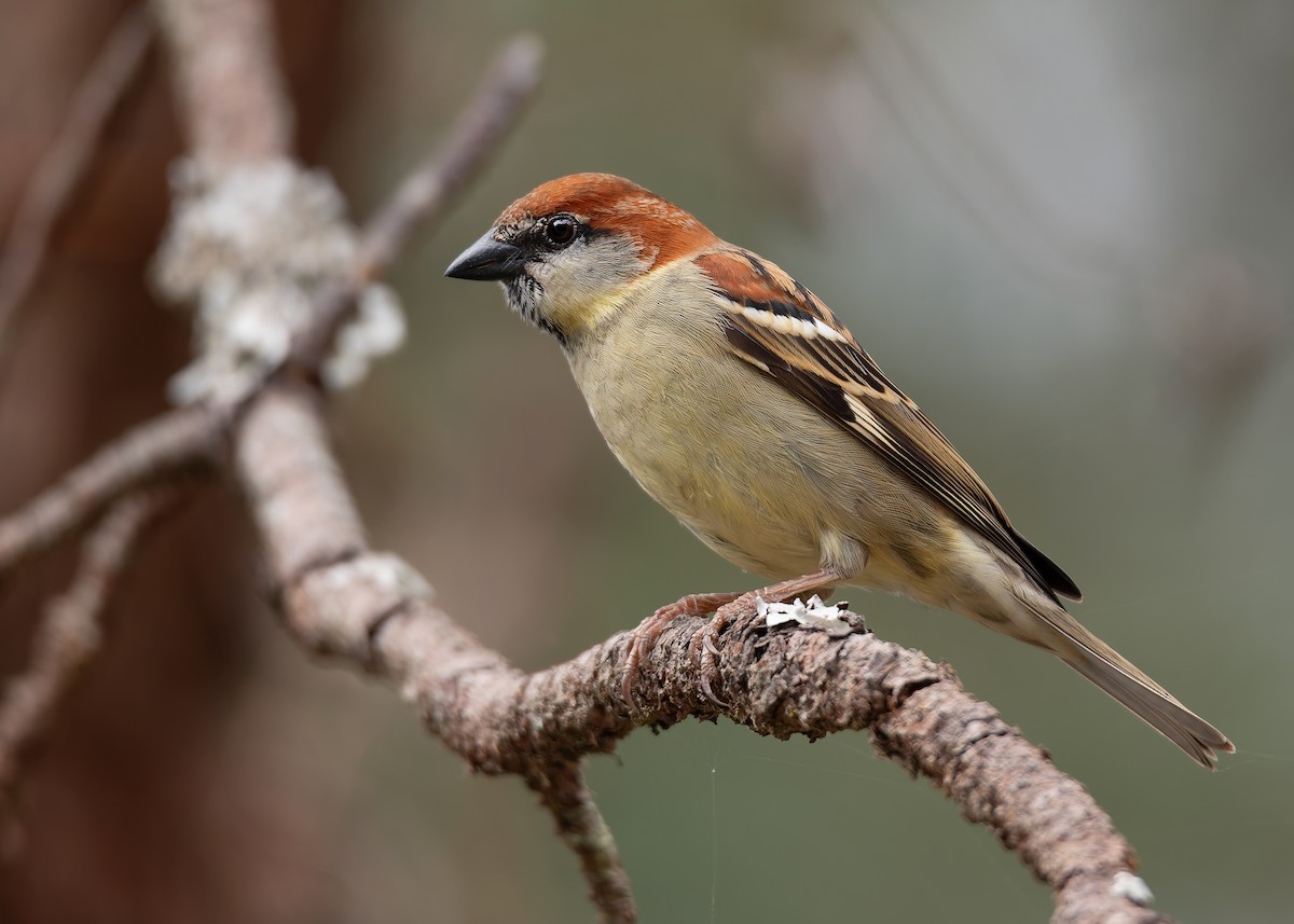 Russet Sparrow - ML623185863