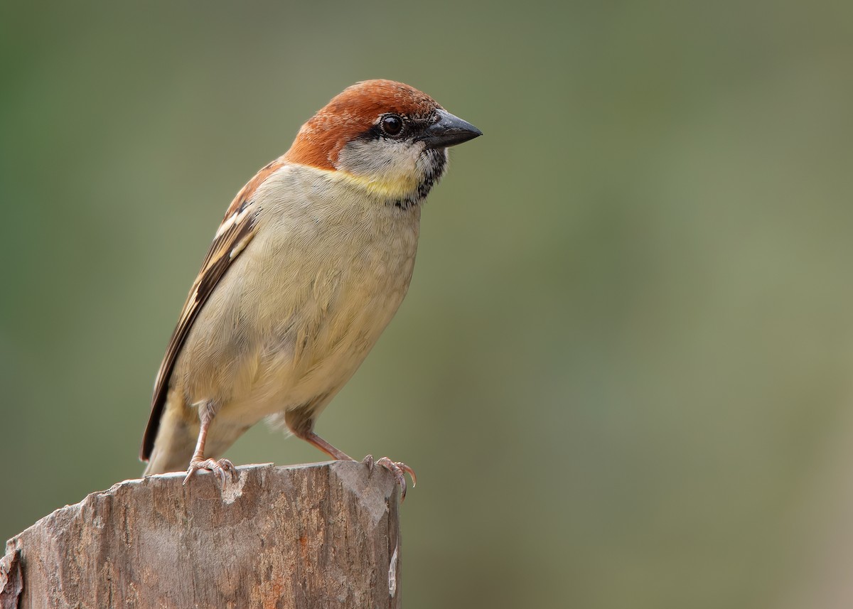 Russet Sparrow - Ayuwat Jearwattanakanok