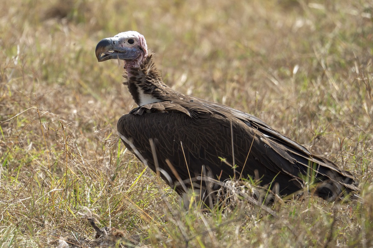 Lappet-faced Vulture - ML623185875