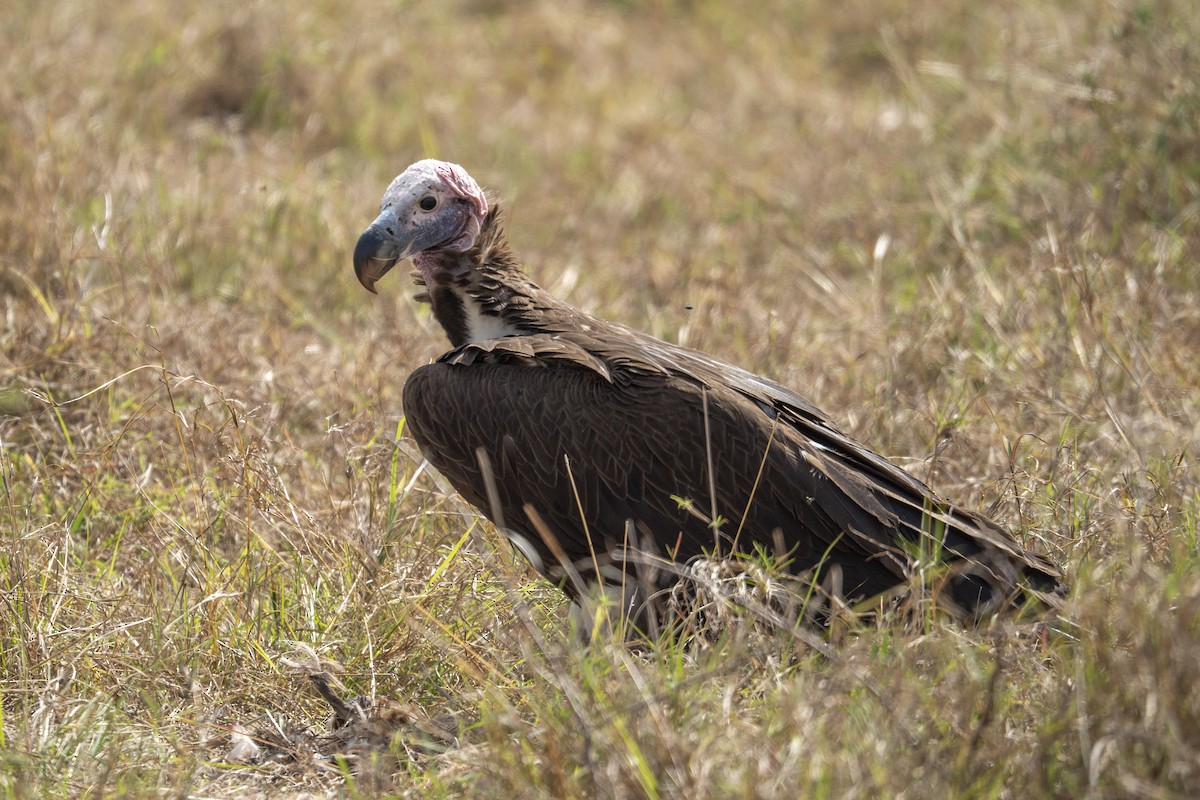 Lappet-faced Vulture - ML623185876