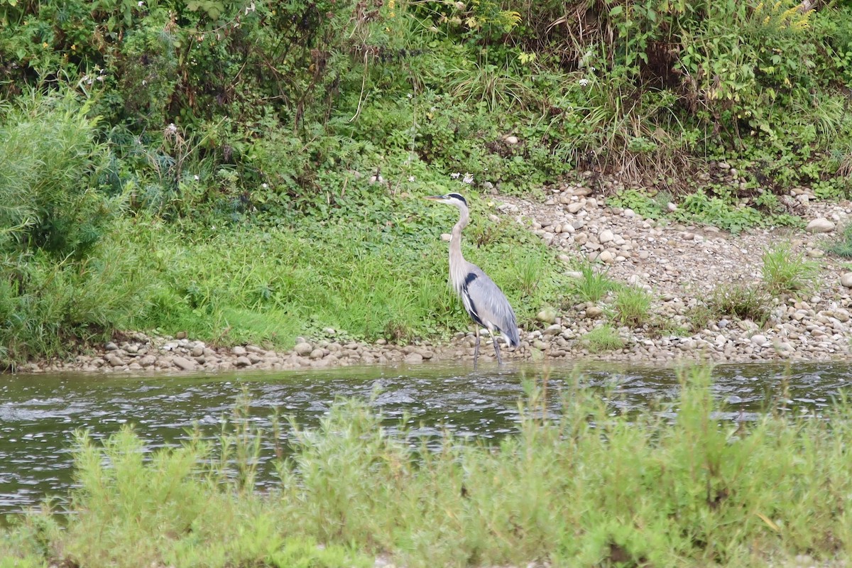 Great Blue Heron - ML623185877