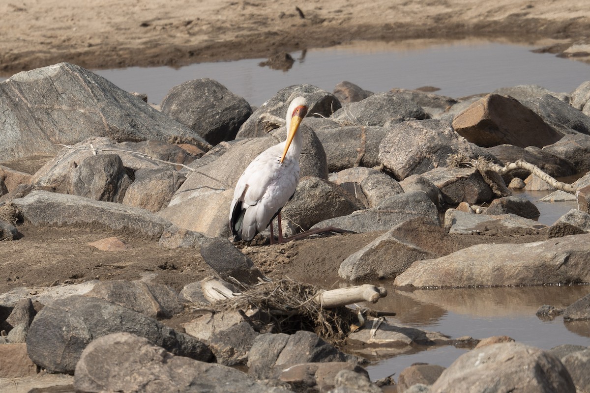 Yellow-billed Stork - ML623185878