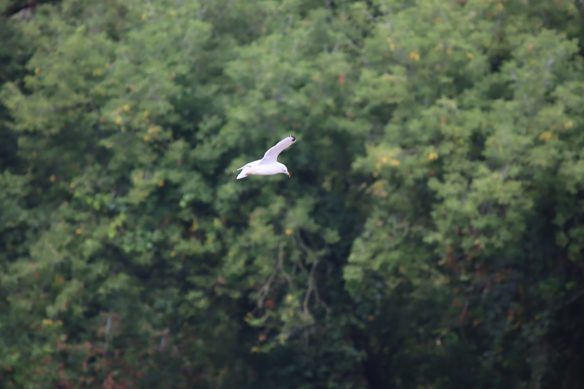 Ring-billed Gull - ML623185895