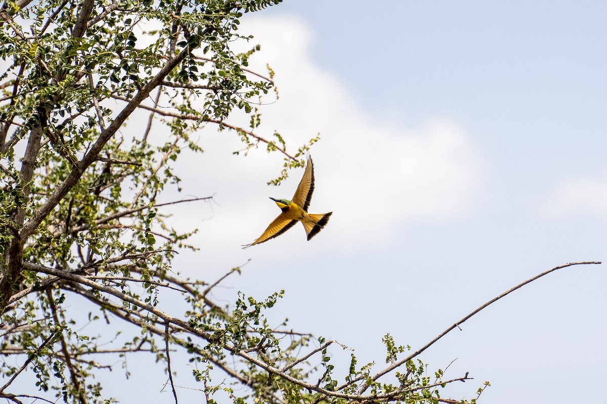 Little Bee-eater - ML623185901