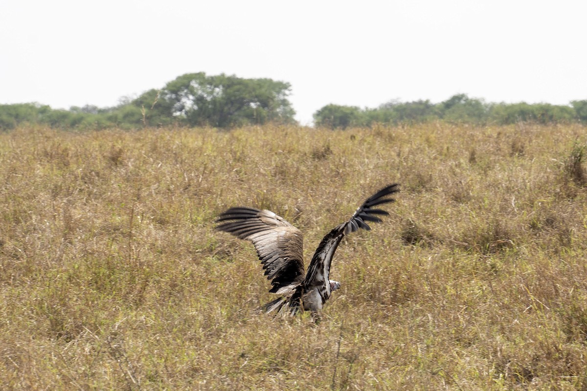 Lappet-faced Vulture - ML623185907